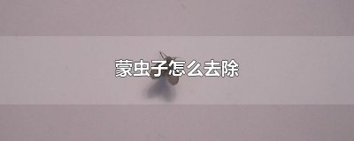 ​蒙虫子怎么去除