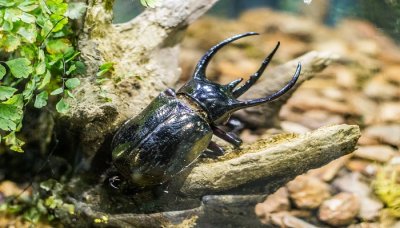 ​世界上最大的动物类群是什么动物