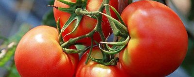 ​西红柿能祛痘吗