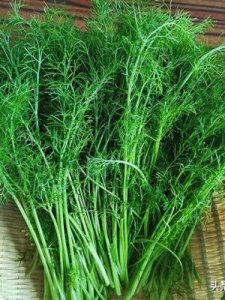 ​为什么茴香要焯水(吃茴香的副作用和危害)