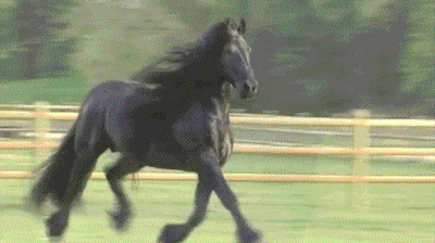 ​马肉能不能吃(马肉为什么不能吃)