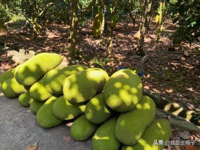 ​菠萝蜜保存(菠萝蜜保存方法 时间)