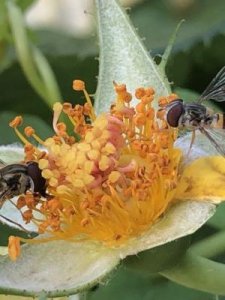 ​蜜蜂是怎样采蜜的(蜜蜂是怎样采蜜的一句话描写)