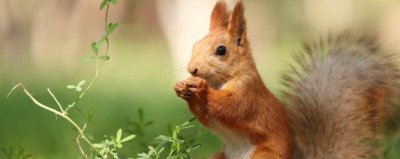 ​松鼠的寓意及象征