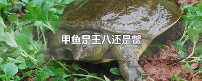 ​甲鱼是王八还是鳖