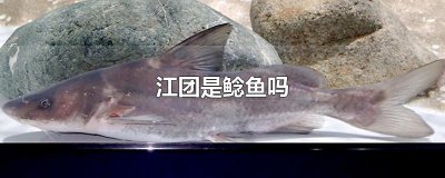​江团是鲶鱼吗