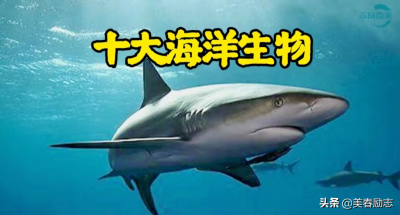 ​大海里有哪些动物（十大海洋生物有哪些特点）