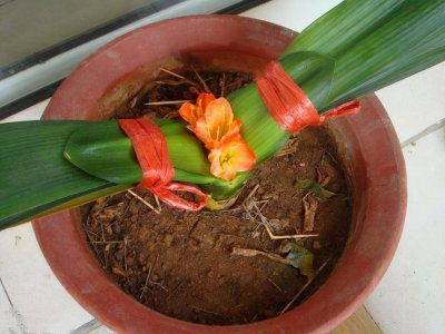 ​君子兰专用花盆是什么样的（用花盆是什么材质品种易开花）