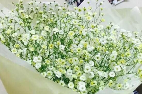 满天星蔫了还能活么,温暖环境疏松土壤(图)(图4)