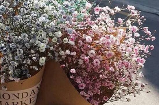 满天星蔫了还能活么,温暖环境疏松土壤(图)(图2)