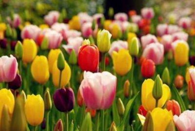 ​郁金香开多久会凋谢（郁金香的花期时间简介）