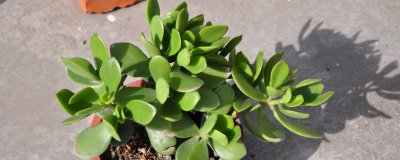 ​金枝玉叶冬天可以放在室外吗