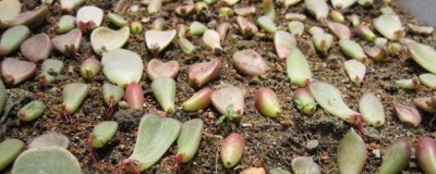 ​多肉叶子掉光了怎么救