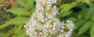 ​冻死的植物怎么救