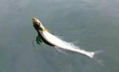 ​翘嘴鱼怎么钓中鱼率最高（野钓翘嘴鱼钓法和用饵技巧）