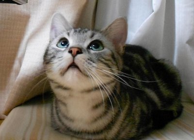 ​猫咪揣手手什么意思（宠物猫揣手手7个原因分析）