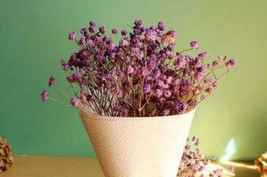 满天星烂根怎么办(图)(图3)