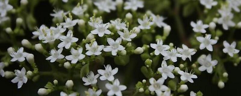 满天星烂根怎么办(图)(图1)