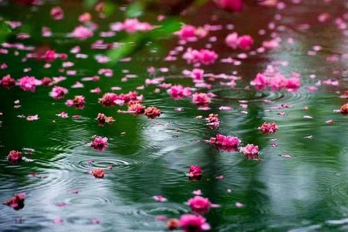 花落知多少打一成语(花落知多少相关成语)