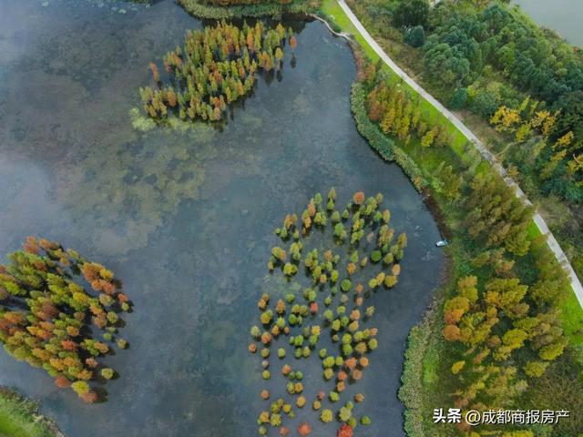 成都三联花卉市场 三圣乡109亩终名花有主(5)