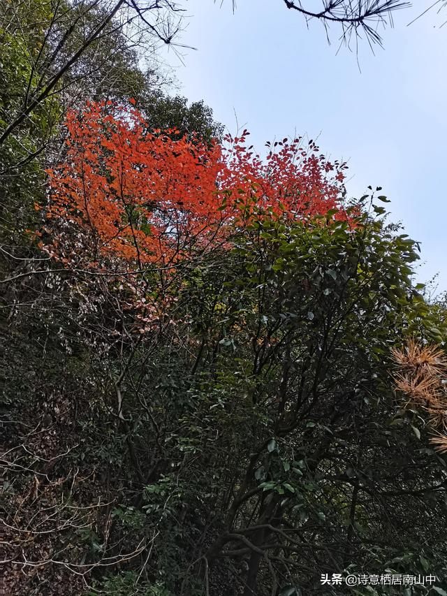 天堂寨旅游全攻略（天堂寨秋景值得一游）(26)