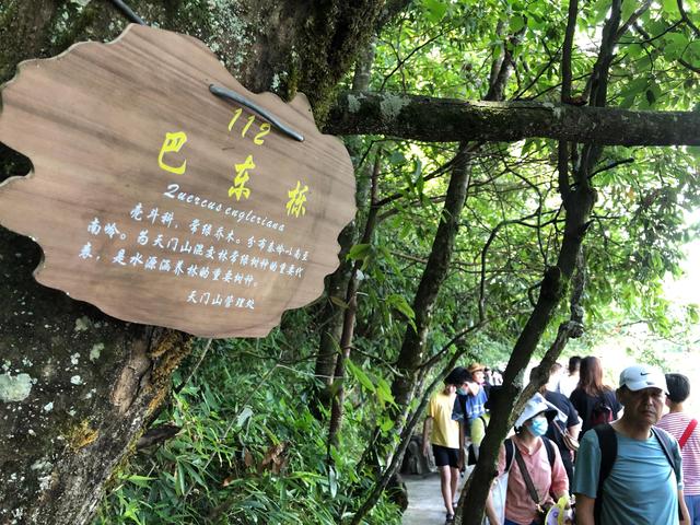 旅游天门山攻略（畅游天门山原创）(18)