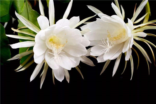 家庭养昙花的禁忌有哪些 什么环境下适合种植昙花