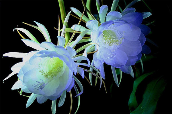 家庭养昙花的禁忌有哪些 什么环境下适合种植昙花