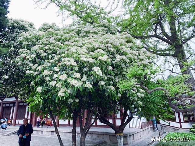 西安旅游最新攻略（西安旅游超详细攻略）(35)