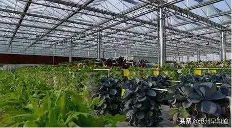 沧州有什么可以游玩的景点(沧州最新最全旅游攻略)(32)