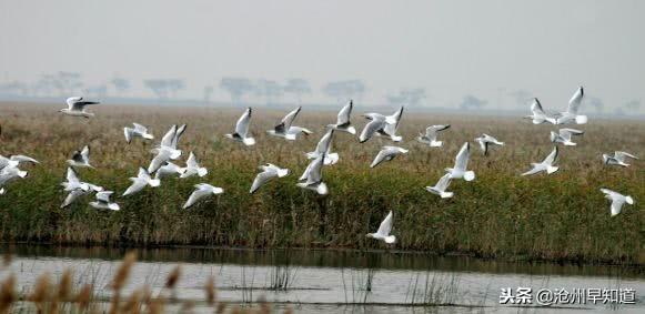 沧州有什么可以游玩的景点(沧州最新最全旅游攻略)(17)