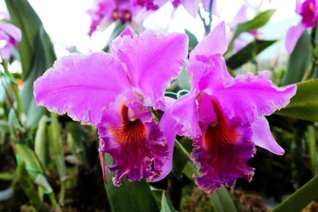 新加坡10大宜居城市(新加坡这座城市的代表之作)(14)