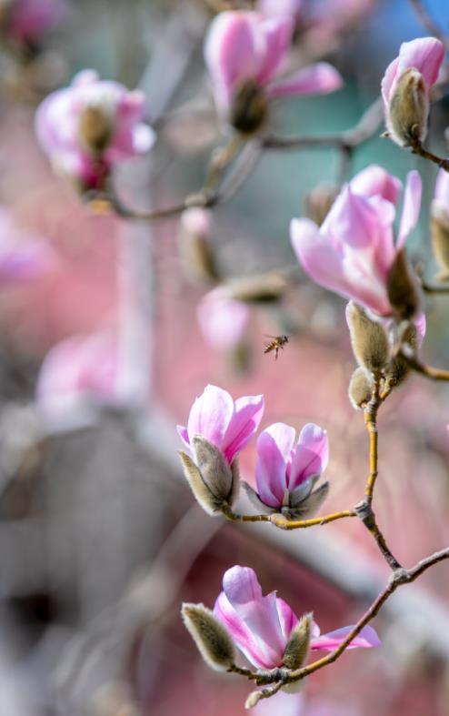 济南之春济南的春天又有什么特点(济南诗意的春天已经开启)(8)