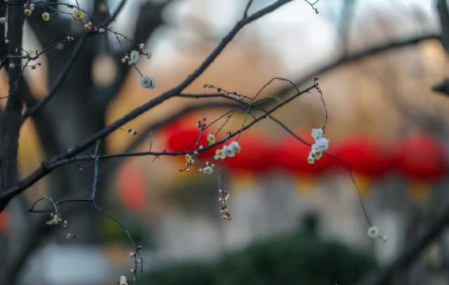 济南之春济南的春天又有什么特点(济南诗意的春天已经开启)(1)