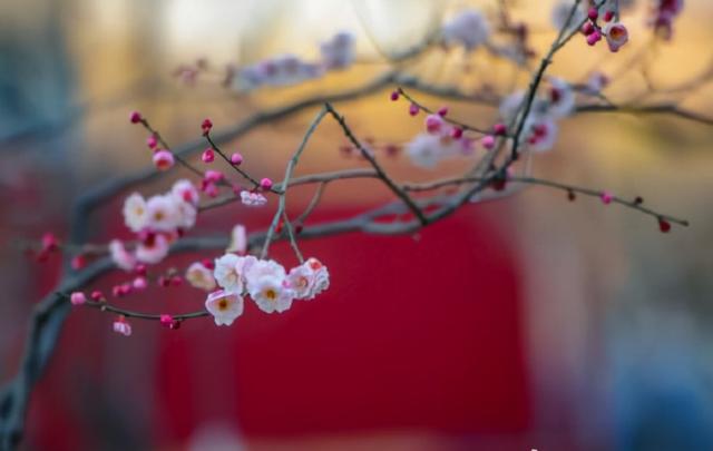 济南之春济南的春天又有什么特点(济南诗意的春天已经开启)(3)