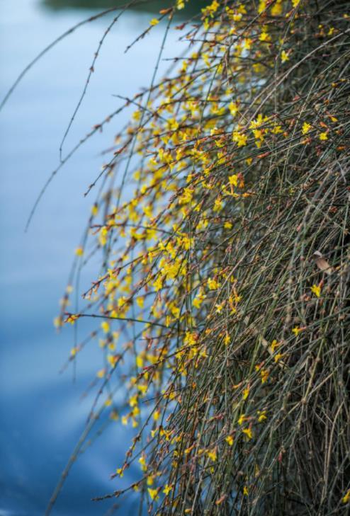 济南之春济南的春天又有什么特点(济南诗意的春天已经开启)(6)