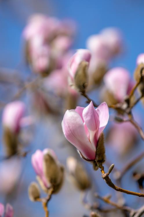 济南之春济南的春天又有什么特点(济南诗意的春天已经开启)(13)