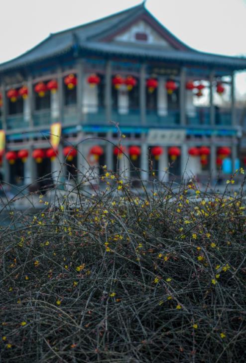 济南之春济南的春天又有什么特点(济南诗意的春天已经开启)(5)