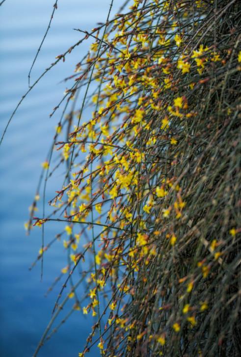 济南之春济南的春天又有什么特点(济南诗意的春天已经开启)(2)