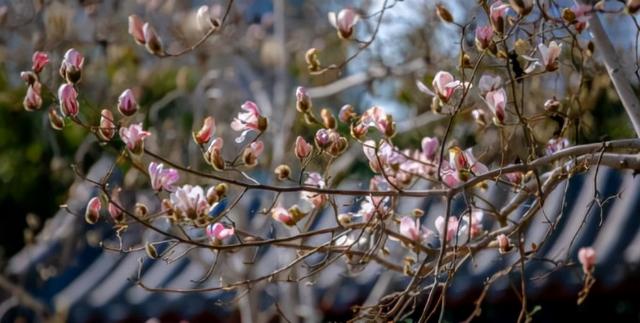 济南之春济南的春天又有什么特点(济南诗意的春天已经开启)(15)