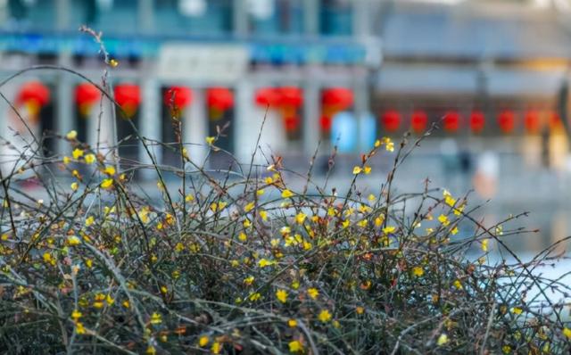 济南之春济南的春天又有什么特点(济南诗意的春天已经开启)(4)