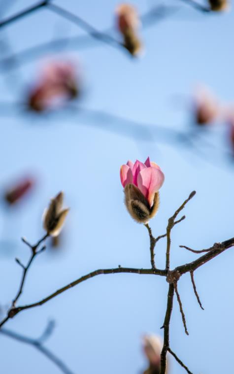济南之春济南的春天又有什么特点(济南诗意的春天已经开启)(14)