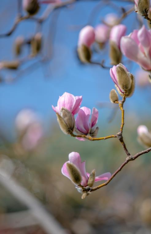 济南之春济南的春天又有什么特点(济南诗意的春天已经开启)(9)