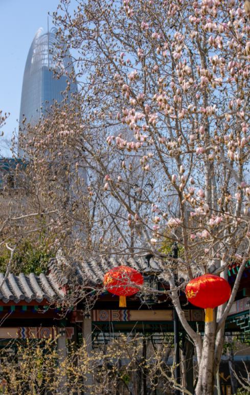 济南之春济南的春天又有什么特点(济南诗意的春天已经开启)(11)