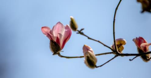 济南之春济南的春天又有什么特点(济南诗意的春天已经开启)(10)
