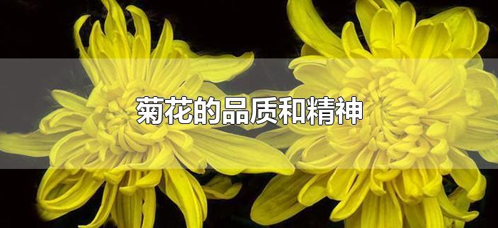 菊花的品质和精神 菊花的品质和精神
