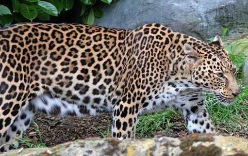 豹子的家族成员:原来豹子还分这么多类型