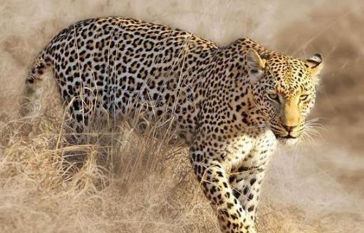 豹子的家族成员:原来豹子还分这么多类型