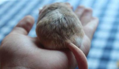 ​通心粉鼠的简介-通心粉鼠怎么养？