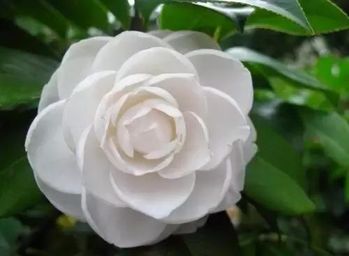 各个省市的市花(全国56市市花)(6)